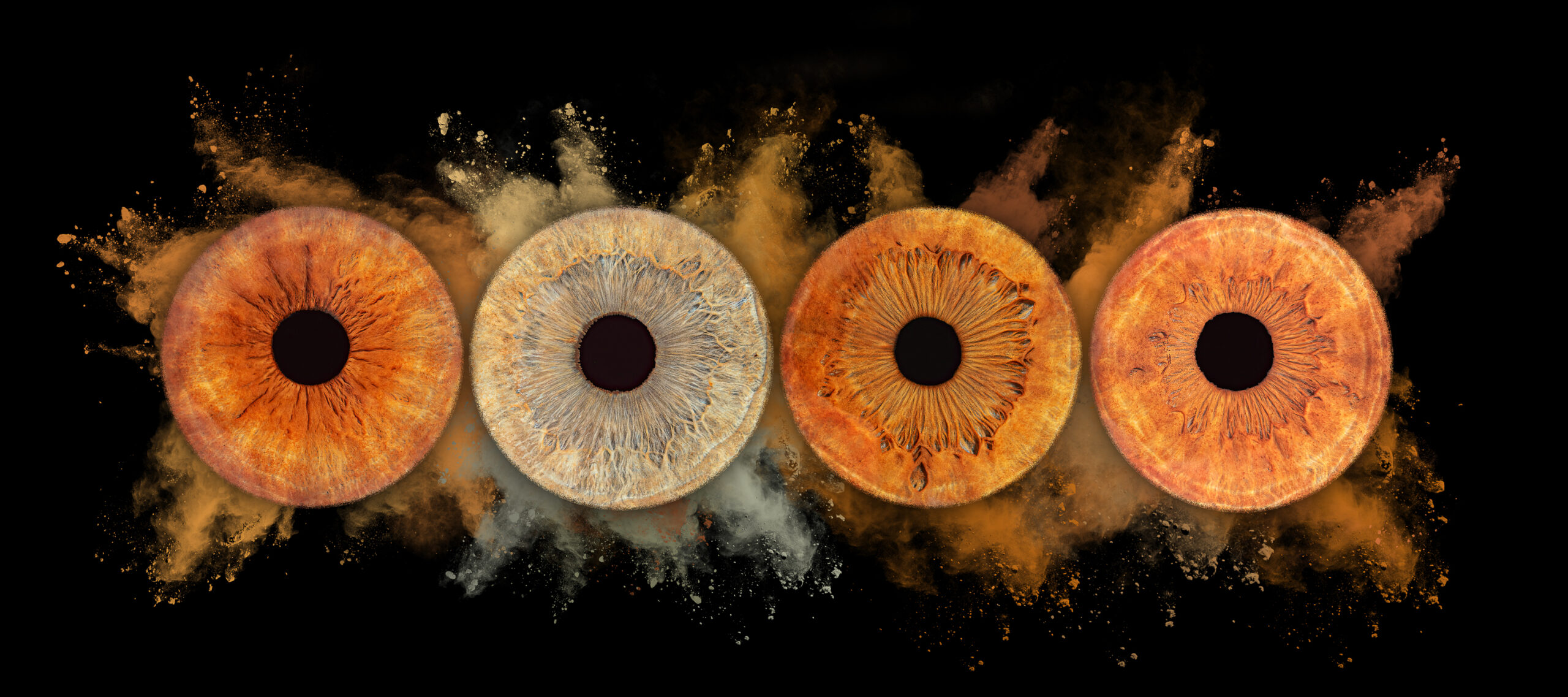 Gros plan sur quatre iris en studio à Bressuire